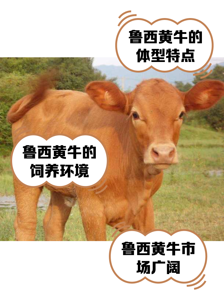 楚雄最新医保取现黄牛方法分析(最方便真实的楚雄医保取现黄牛怎么取方法)